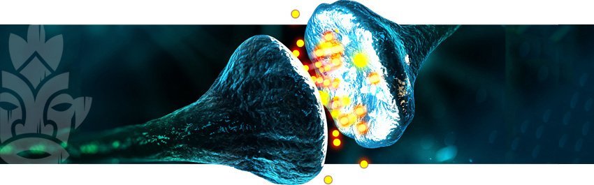 Le système endocannabinoïde